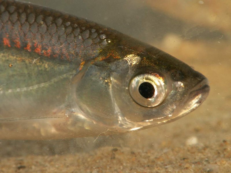 Уклейка Alburnus Alburnus