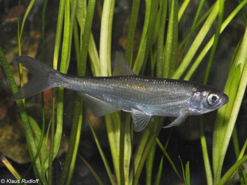 Alburnus Chalcoides