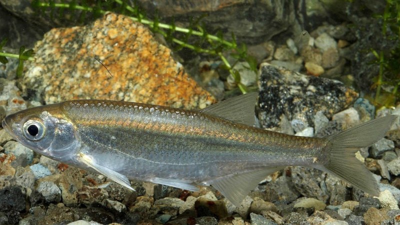 Уклейка Alburnus Alburnus