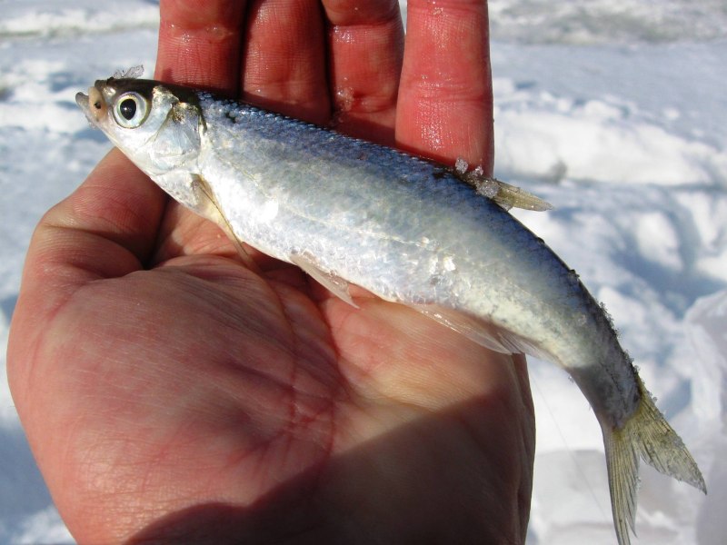 Уклейка Alburnus Alburnus