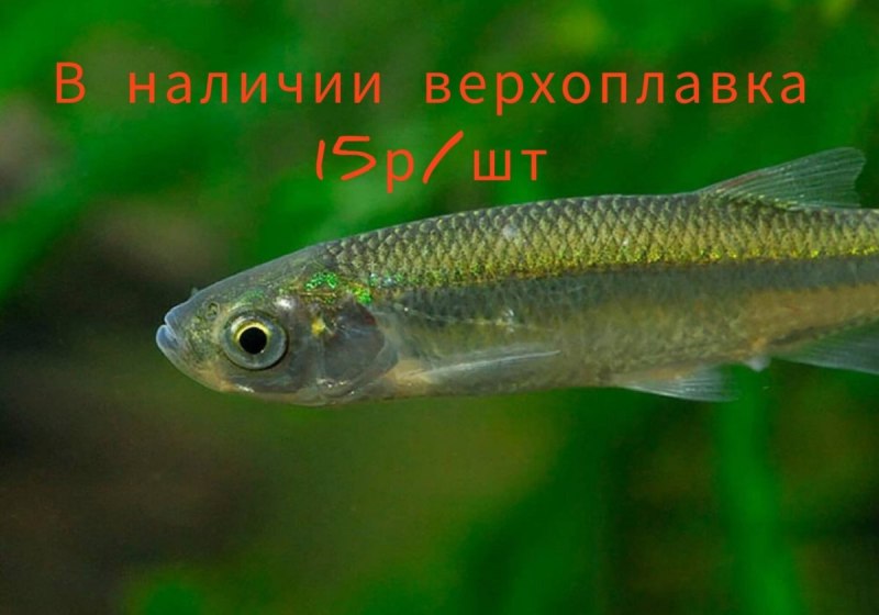 Верховка Leucaspius delineatus