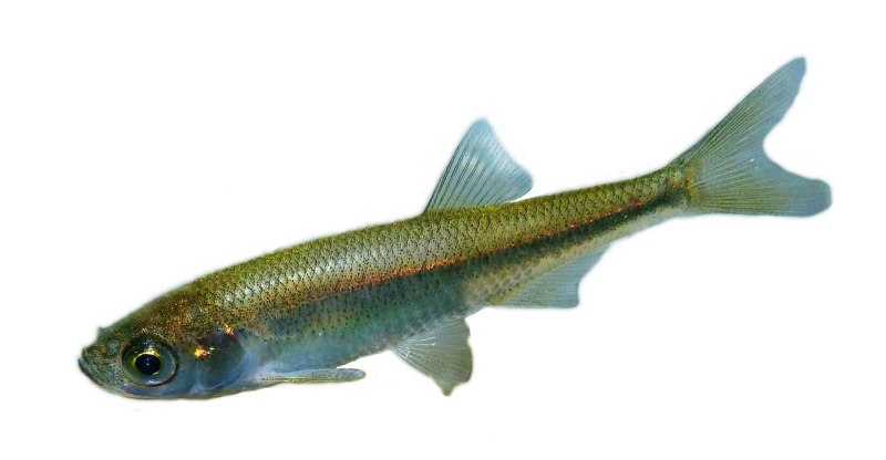 Верховка Leucaspius delineatus