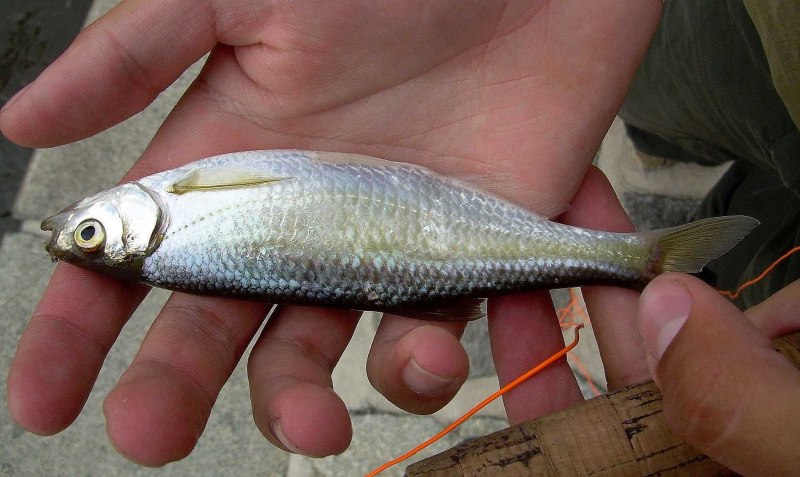 Уклейка Alburnus Alburnus