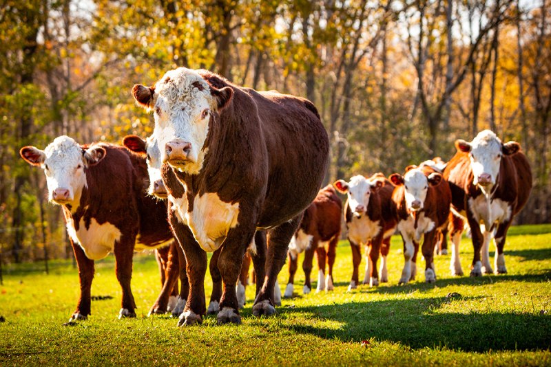 Hereford Cattle
