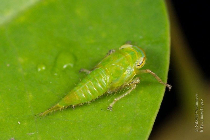 Личинка цикады(Ricania japonica