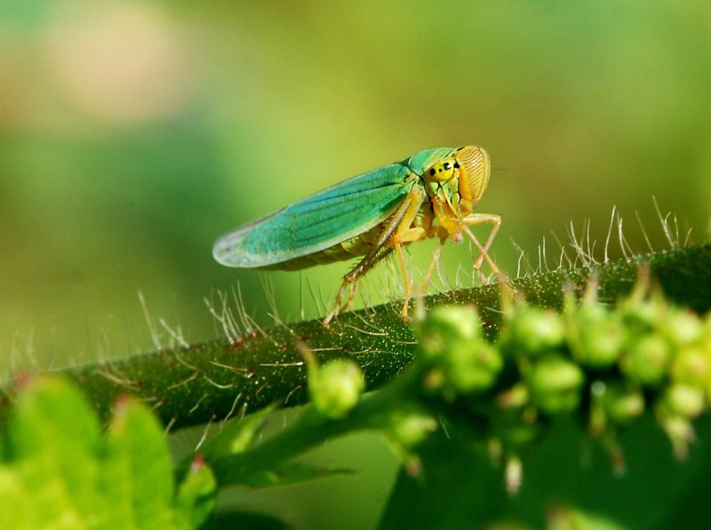 Cicadella viridis - цикадка зеленая