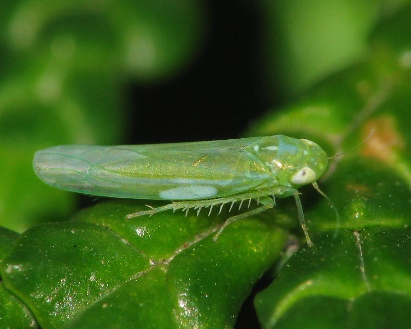 Empoasca fabae