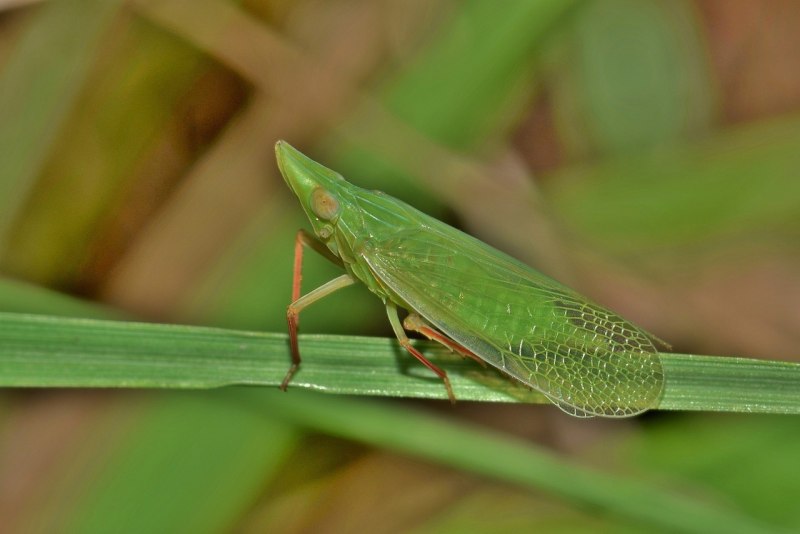 Planthopper насекомое