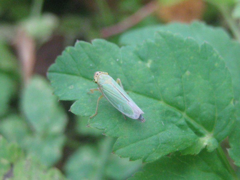 Cicadella viridis - цикадка зеленая