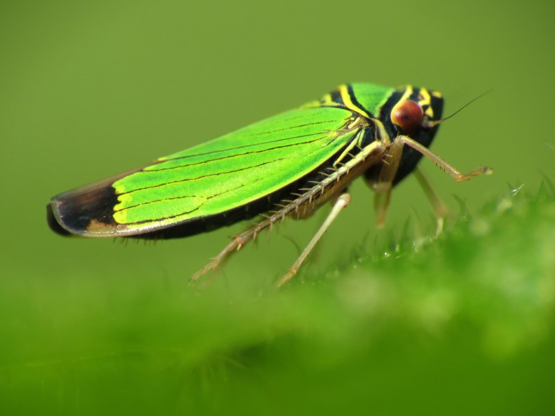 Leafhopper