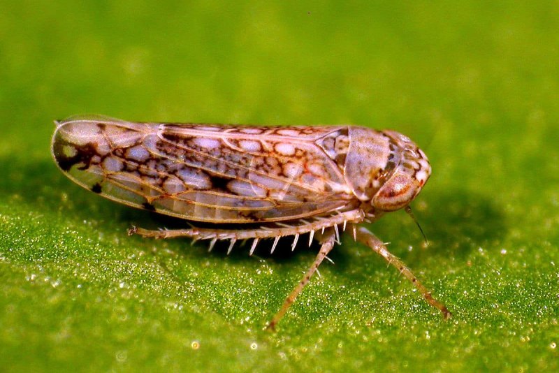 Полосатая цикадка Psammotettix striatus (l.)