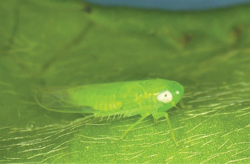 Желтая цикадка — Empoasca pteridis DHLB.