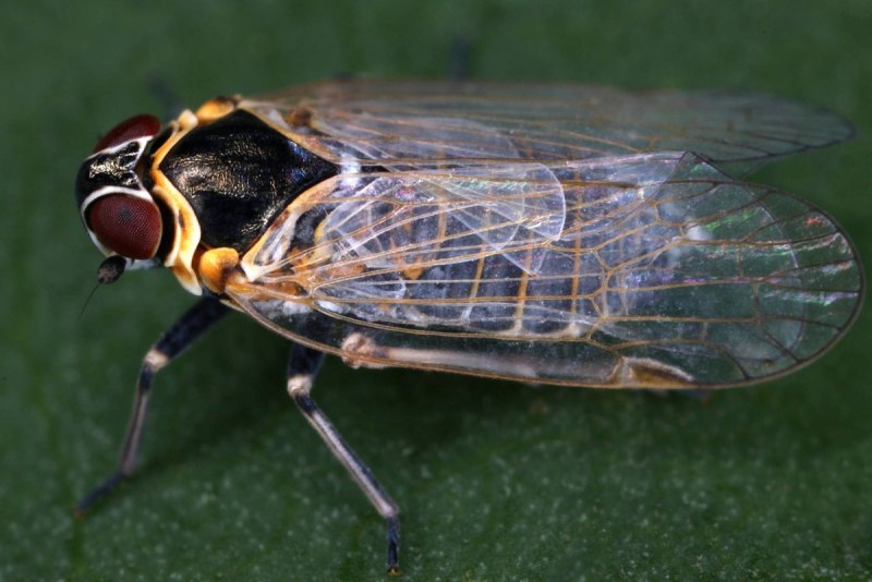 Hyalesthes obsoletus