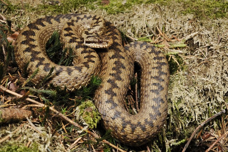 Обыкновенная гадюка (Vipera berus)