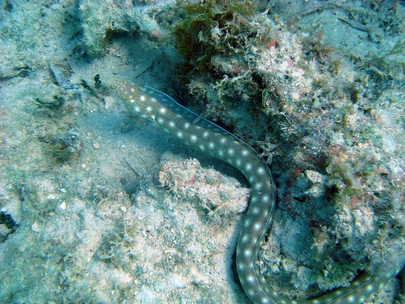 Myrichthys