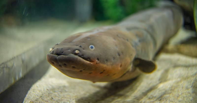 Морской электрический угорь