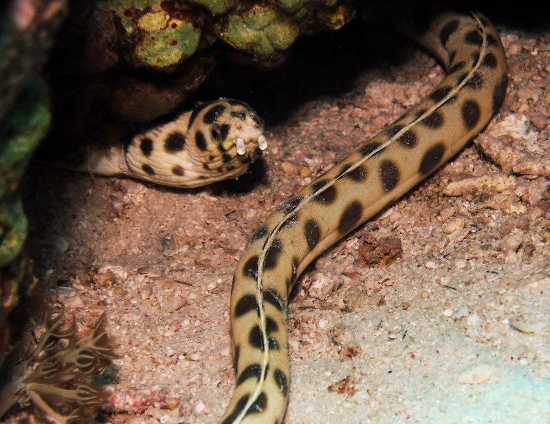 Myrichthys maculosus