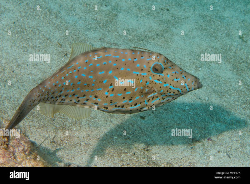 Арлекин Filefish