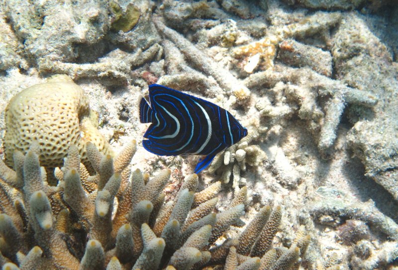 Myrichthys colubrinus
