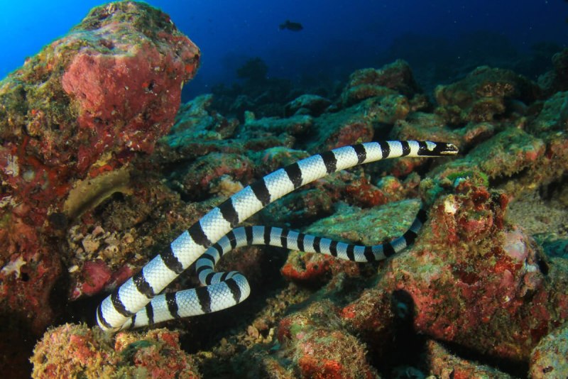 Sea Krait