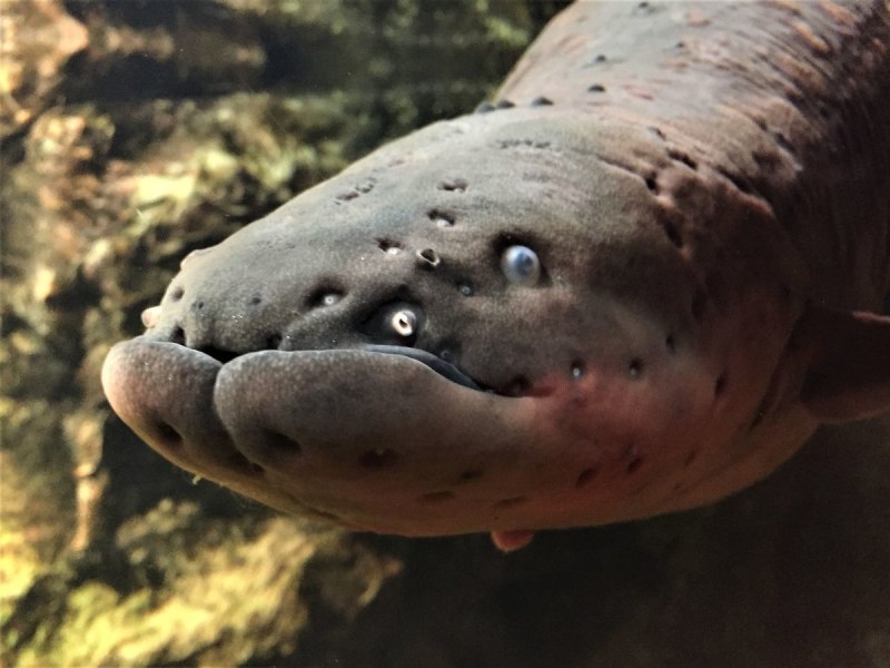 Электрический угорь (Electrophorus electricus)