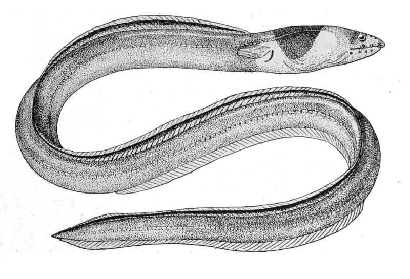 Ophichthus polyophthalmus