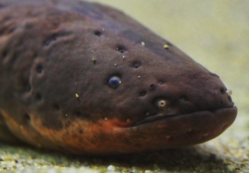 Электрический угорь (Electrophorus electricus)