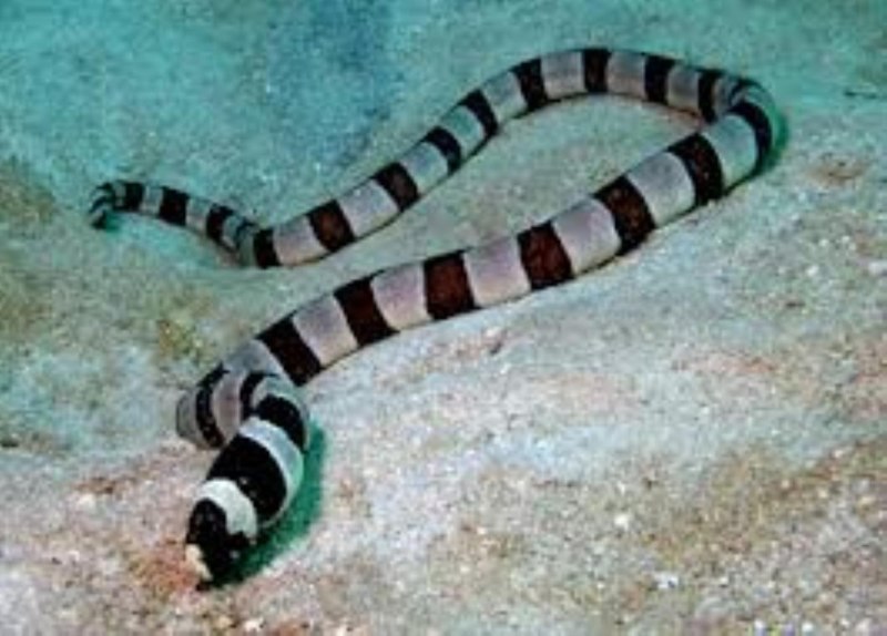 Myrichthys colubrinus
