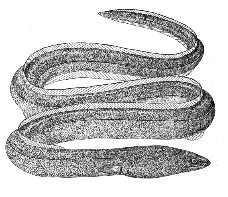 Pisodonophis Боро