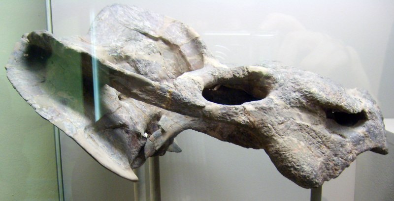 Kannemeyeria Simocephalus