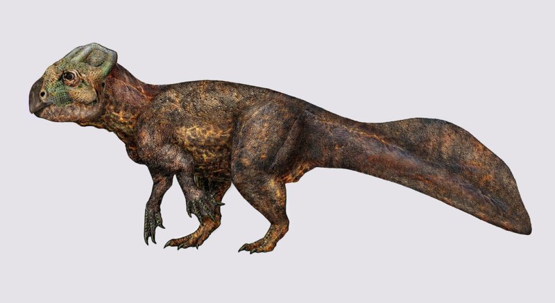 Koreaceratops hwaseongensis