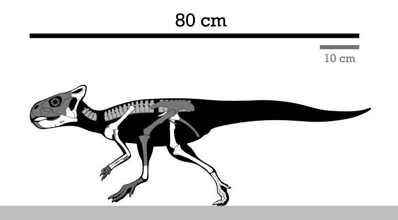 Грацилицератопс mongoliensis