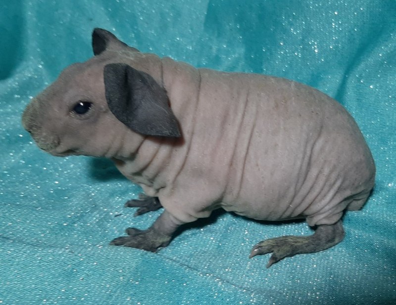 Скинни морская