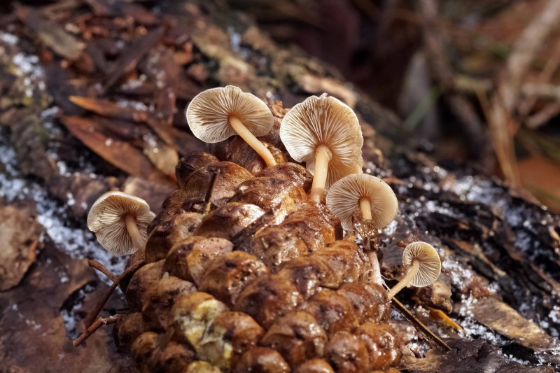 Baeospora myosura Беоспора мышехвостая