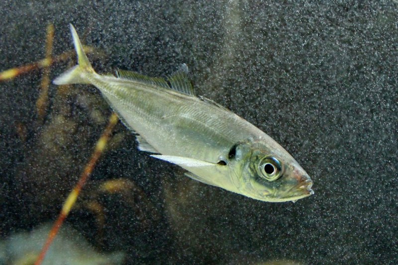 Trachurus Trachurus