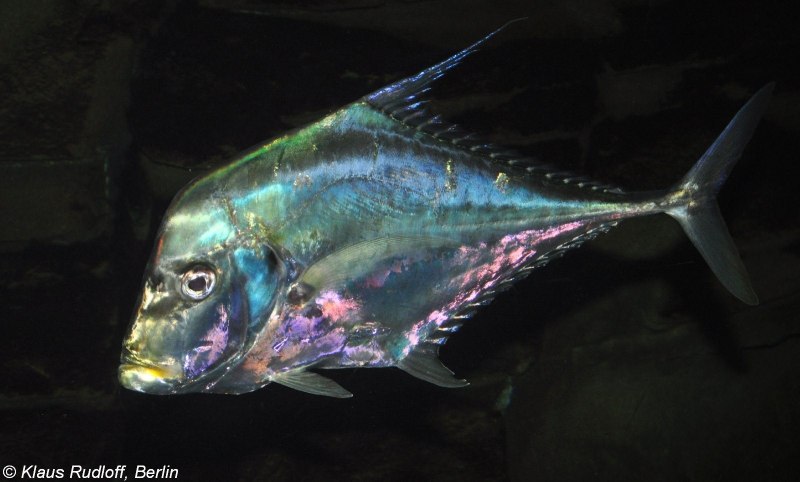 Alectis ciliaris