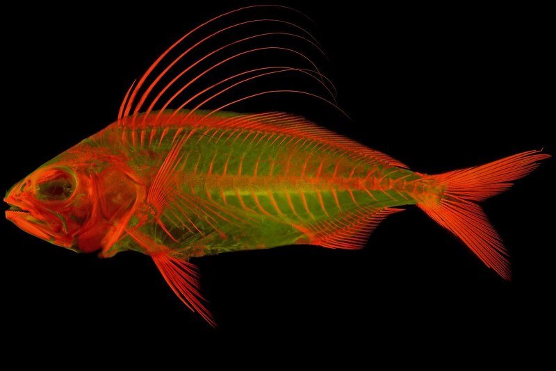 Длиннопёрая ставрида (Nematistius pectoralis)
