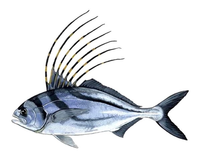 Длиннопёрая ставрида (Nematistius pectoralis)