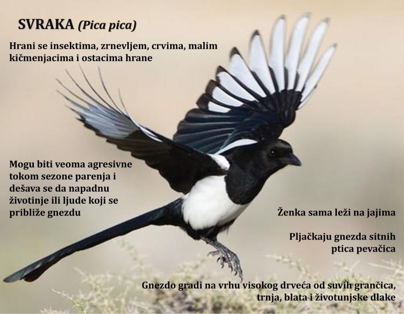 Сорока летит