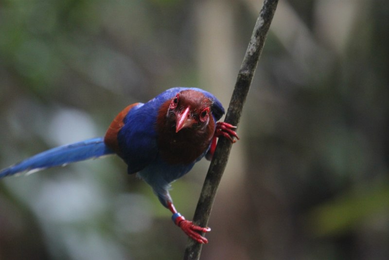 Blue Magpie