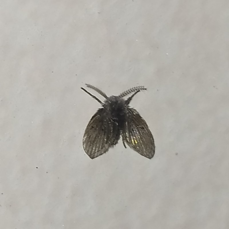 Clogmia albipunctata Жук