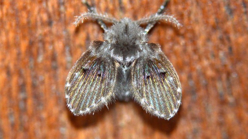 Бабочница clogmia albipunctata