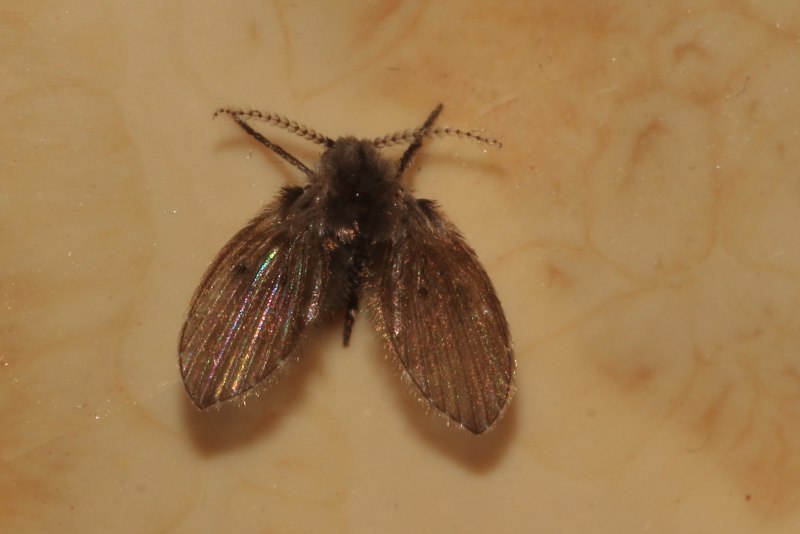 Clogmia albipunctata Жук