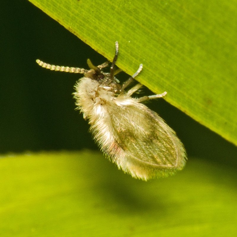 Личинка бабочницы (Psychodidae)