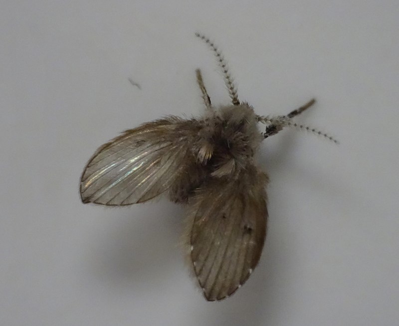 Clogmia albipunctata Жук