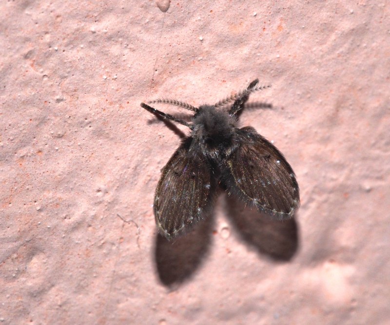Clogmia albipunctata