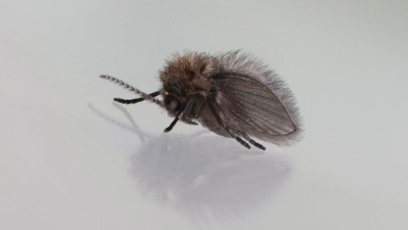 Drain Flies