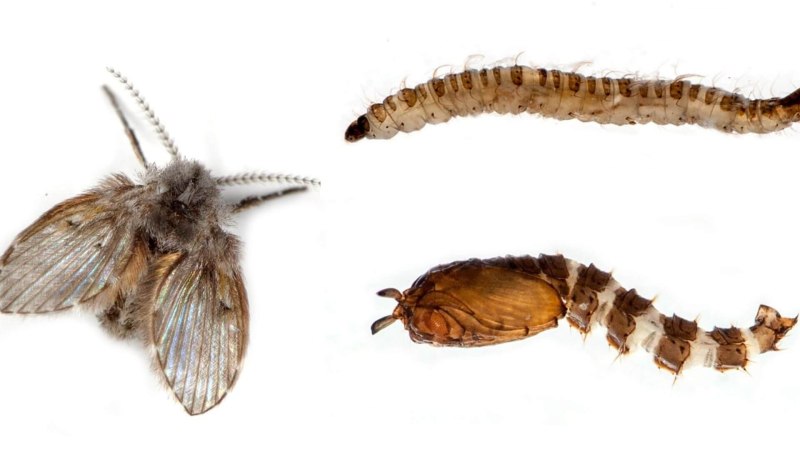 Psychodidae личинки