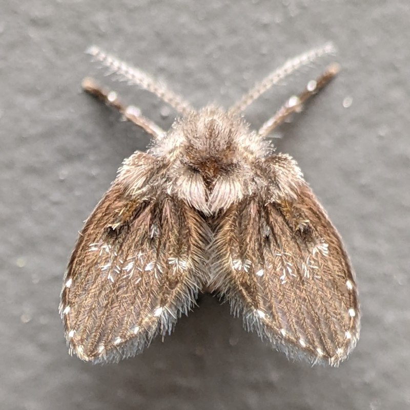 Clogmia albipunctata Жук
