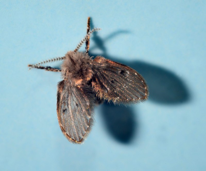 Clogmia albipunctata Жук